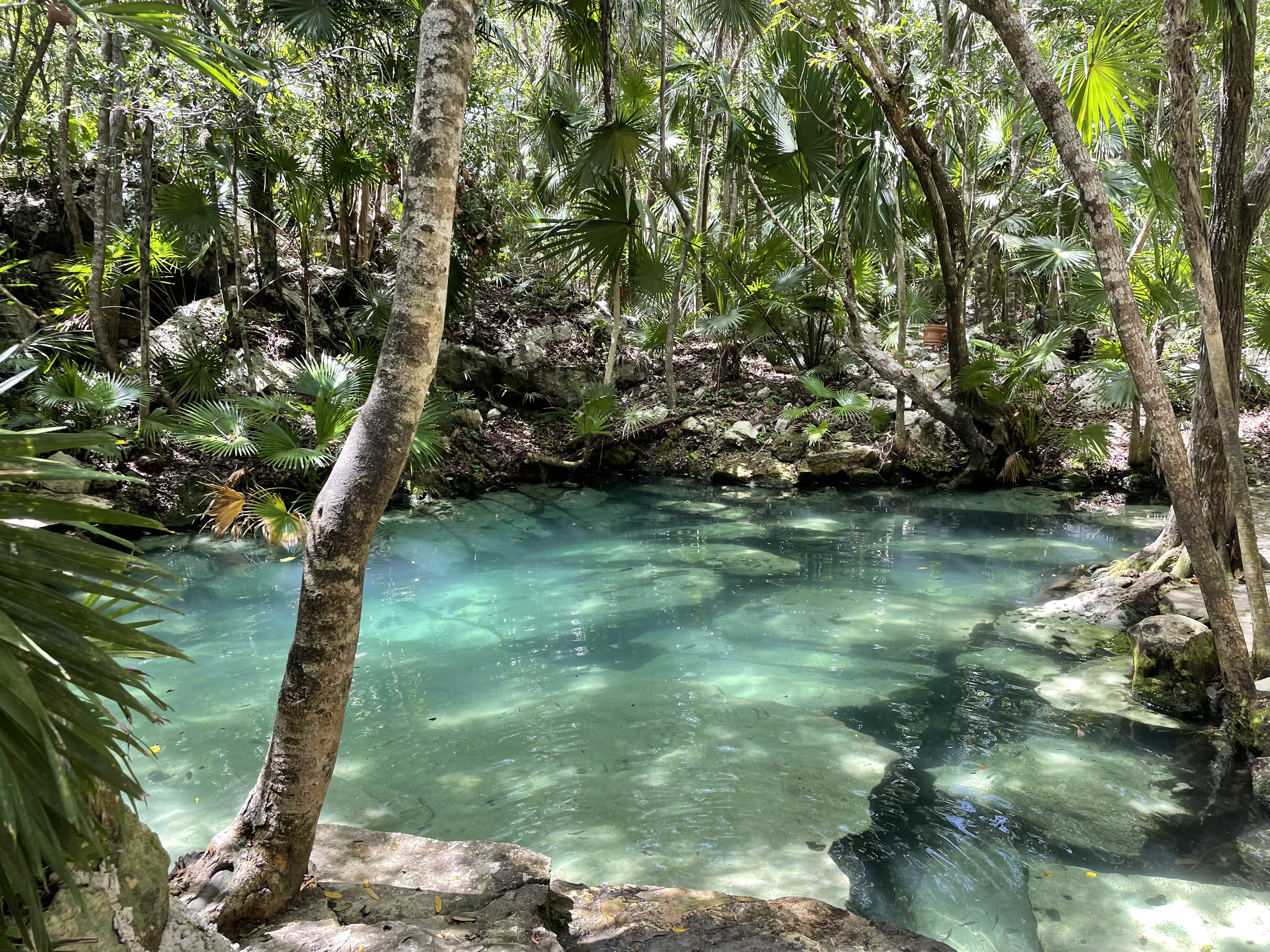 cenote4.jpg